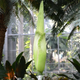 Illustration for article titled For the first time in years, this rare corpse flower is about to open!